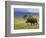 Bull Moose, Denali National Park, Alaska, USA-Hugh Rose-Framed Photographic Print