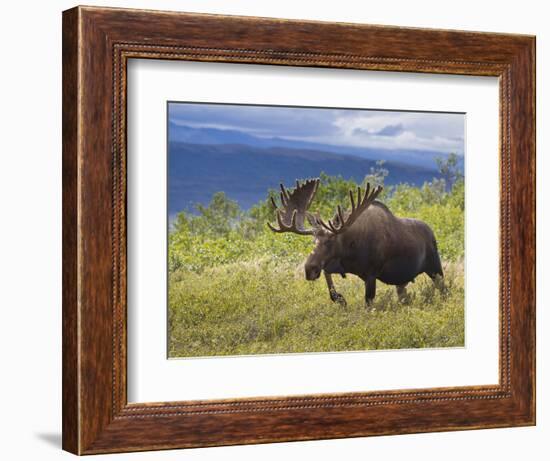 Bull Moose, Denali National Park, Alaska, USA-Hugh Rose-Framed Photographic Print