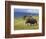 Bull Moose, Denali National Park, Alaska, USA-Hugh Rose-Framed Photographic Print