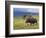 Bull Moose, Denali National Park, Alaska, USA-Hugh Rose-Framed Photographic Print