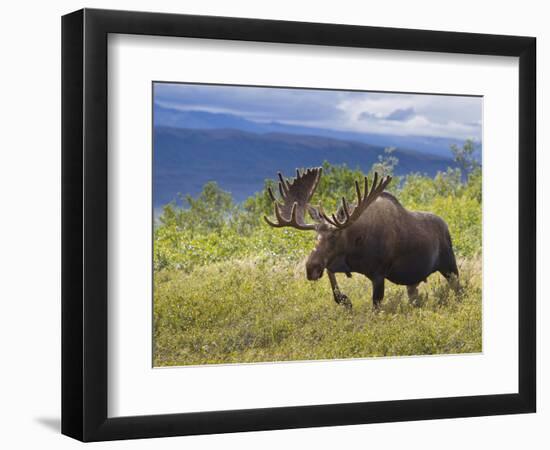 Bull Moose, Denali National Park, Alaska, USA-Hugh Rose-Framed Photographic Print