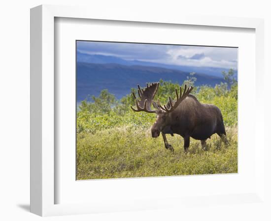 Bull Moose, Denali National Park, Alaska, USA-Hugh Rose-Framed Photographic Print