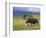 Bull Moose, Denali National Park, Alaska, USA-Hugh Rose-Framed Photographic Print