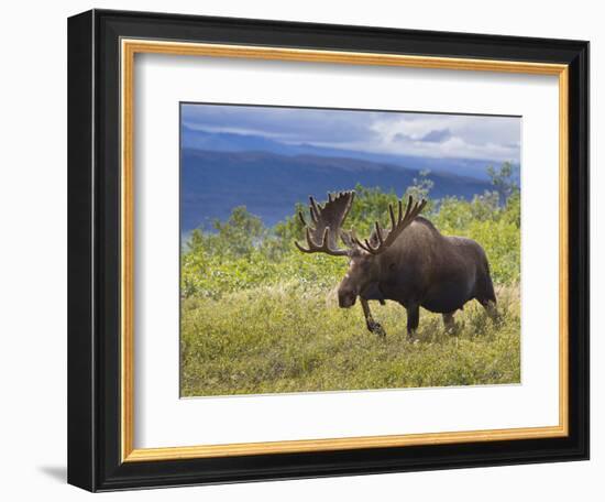 Bull Moose, Denali National Park, Alaska, USA-Hugh Rose-Framed Photographic Print