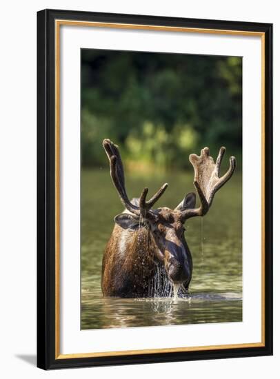 Bull Moose Feeding in Backcountry Lake in Glacier National Park, Montana, USA-Chuck Haney-Framed Photographic Print