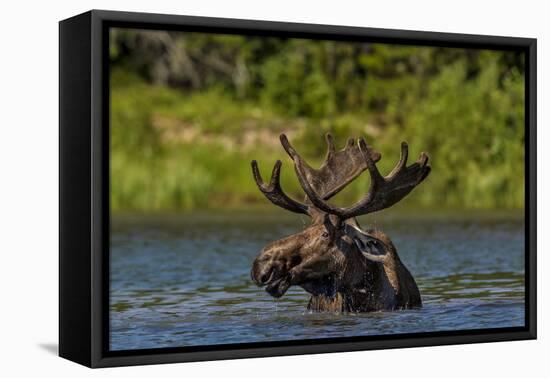 Bull Moose Feeding in Backcountry Lake in Glacier National Park, Montana, USA-Chuck Haney-Framed Premier Image Canvas