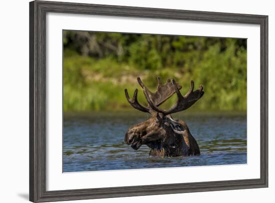 Bull Moose Feeding in Backcountry Lake in Glacier National Park, Montana, USA-Chuck Haney-Framed Photographic Print