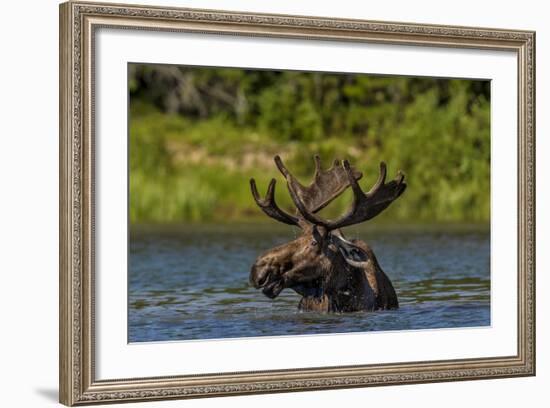 Bull Moose Feeding in Backcountry Lake in Glacier National Park, Montana, USA-Chuck Haney-Framed Photographic Print