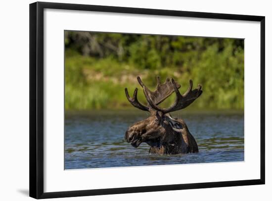 Bull Moose Feeding in Backcountry Lake in Glacier National Park, Montana, USA-Chuck Haney-Framed Photographic Print