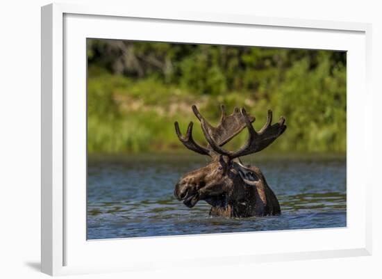 Bull Moose Feeding in Backcountry Lake in Glacier National Park, Montana, USA-Chuck Haney-Framed Photographic Print