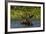 Bull Moose Feeding in Backcountry Lake in Glacier National Park, Montana, USA-Chuck Haney-Framed Photographic Print