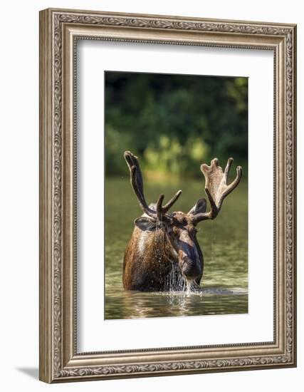 Bull Moose Feeding in Backcountry Lake in Glacier National Park, Montana, USA-Chuck Haney-Framed Photographic Print