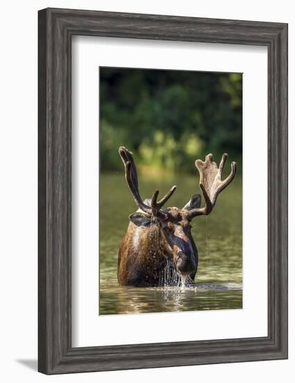 Bull Moose Feeding in Backcountry Lake in Glacier National Park, Montana, USA-Chuck Haney-Framed Photographic Print