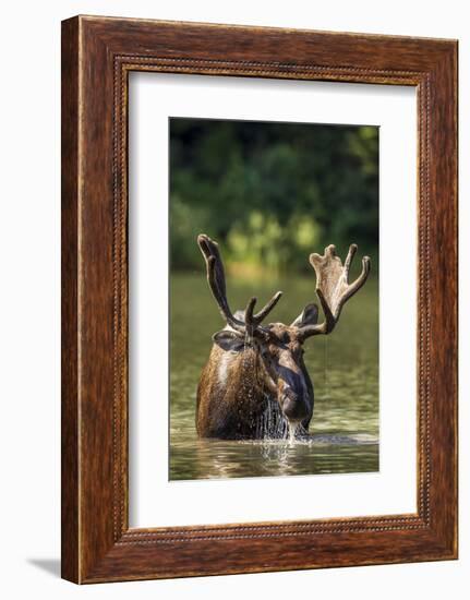 Bull Moose Feeding in Backcountry Lake in Glacier National Park, Montana, USA-Chuck Haney-Framed Photographic Print