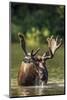Bull Moose Feeding in Backcountry Lake in Glacier National Park, Montana, USA-Chuck Haney-Mounted Photographic Print