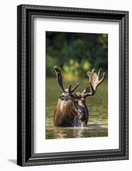 Bull Moose Feeding in Backcountry Lake in Glacier National Park, Montana, USA-Chuck Haney-Framed Photographic Print