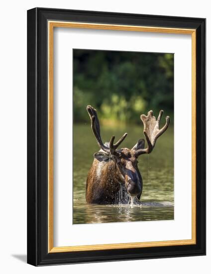 Bull Moose Feeding in Backcountry Lake in Glacier National Park, Montana, USA-Chuck Haney-Framed Photographic Print