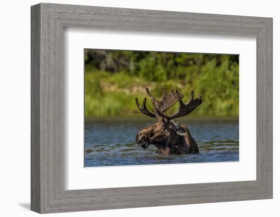 Bull Moose Feeding in Backcountry Lake in Glacier National Park, Montana, USA-Chuck Haney-Framed Photographic Print