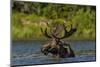 Bull Moose Feeding in Backcountry Lake in Glacier National Park, Montana, USA-Chuck Haney-Mounted Photographic Print