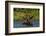 Bull Moose Feeding in Backcountry Lake in Glacier National Park, Montana, USA-Chuck Haney-Framed Photographic Print