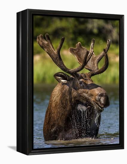 Bull Moose Feeding in Glacier National Park, Montana, USA-Chuck Haney-Framed Premier Image Canvas