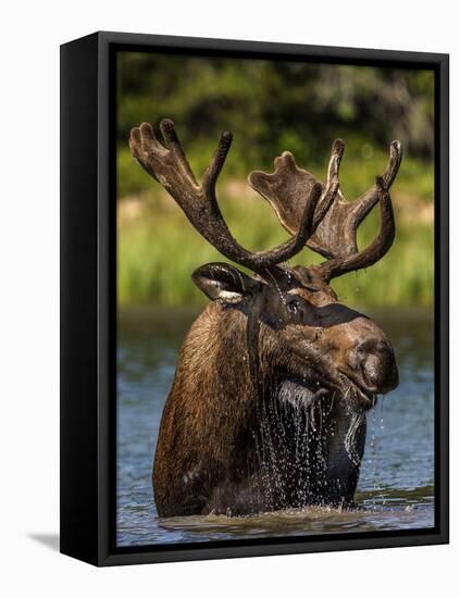 Bull Moose Feeding in Glacier National Park, Montana, USA-Chuck Haney-Framed Premier Image Canvas