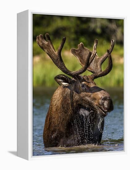 Bull Moose Feeding in Glacier National Park, Montana, USA-Chuck Haney-Framed Premier Image Canvas