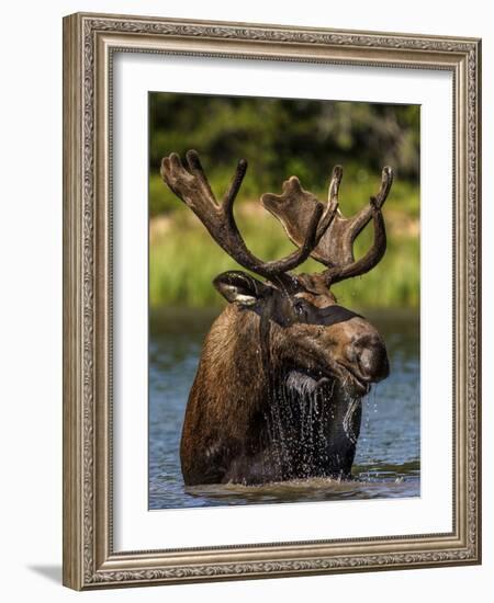 Bull Moose Feeding in Glacier National Park, Montana, USA-Chuck Haney-Framed Photographic Print