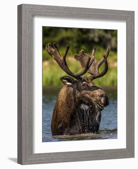 Bull Moose Feeding in Glacier National Park, Montana, USA-Chuck Haney-Framed Photographic Print