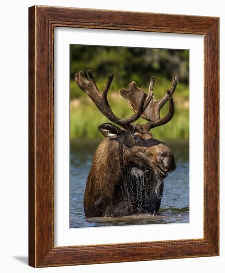 Bull Moose Feeding in Glacier National Park, Montana, USA-Chuck Haney-Framed Photographic Print