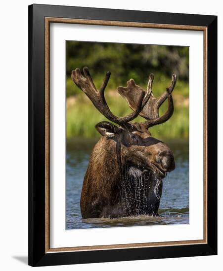 Bull Moose Feeding in Glacier National Park, Montana, USA-Chuck Haney-Framed Photographic Print