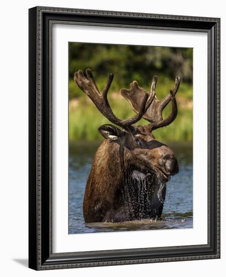 Bull Moose Feeding in Glacier National Park, Montana, USA-Chuck Haney-Framed Photographic Print