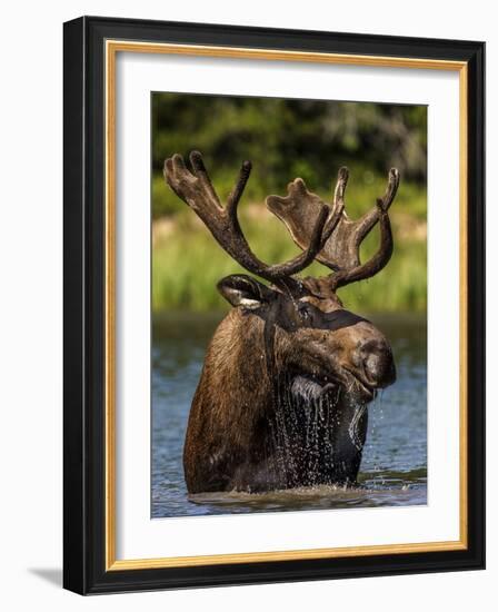 Bull Moose Feeding in Glacier National Park, Montana, USA-Chuck Haney-Framed Photographic Print