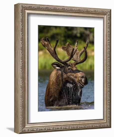 Bull Moose Feeding in Glacier National Park, Montana, USA-Chuck Haney-Framed Photographic Print