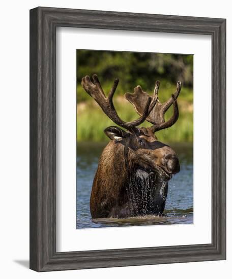 Bull Moose Feeding in Glacier National Park, Montana, USA-Chuck Haney-Framed Photographic Print