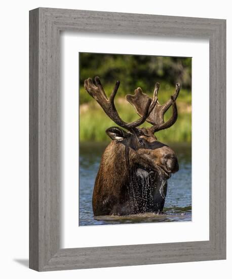 Bull Moose Feeding in Glacier National Park, Montana, USA-Chuck Haney-Framed Photographic Print