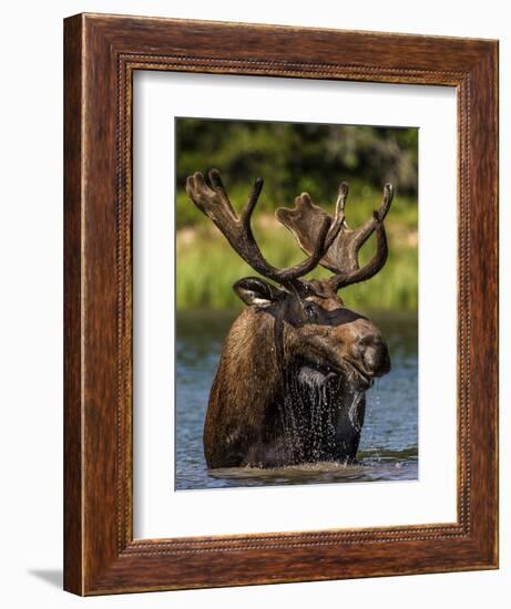 Bull Moose Feeding in Glacier National Park, Montana, USA-Chuck Haney-Framed Photographic Print