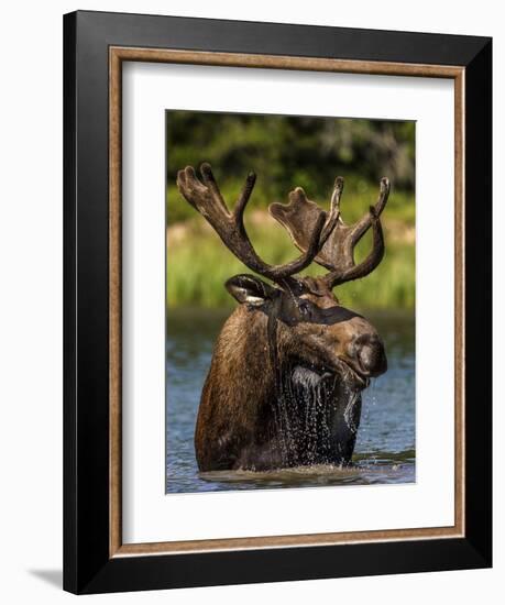 Bull Moose Feeding in Glacier National Park, Montana, USA-Chuck Haney-Framed Photographic Print