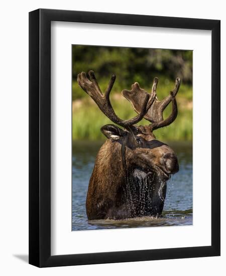 Bull Moose Feeding in Glacier National Park, Montana, USA-Chuck Haney-Framed Photographic Print