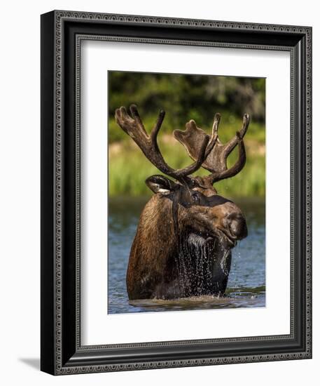 Bull Moose Feeding in Glacier National Park, Montana, USA-Chuck Haney-Framed Photographic Print