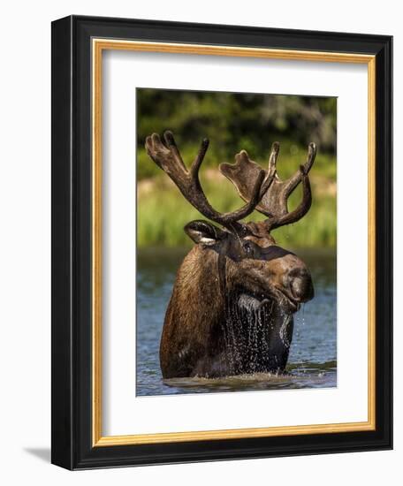 Bull Moose Feeding in Glacier National Park, Montana, USA-Chuck Haney-Framed Photographic Print