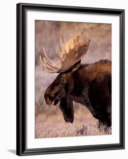 Bull Moose, Grand Teton National Park, Wyoming, USA-Art Wolfe-Framed Photographic Print