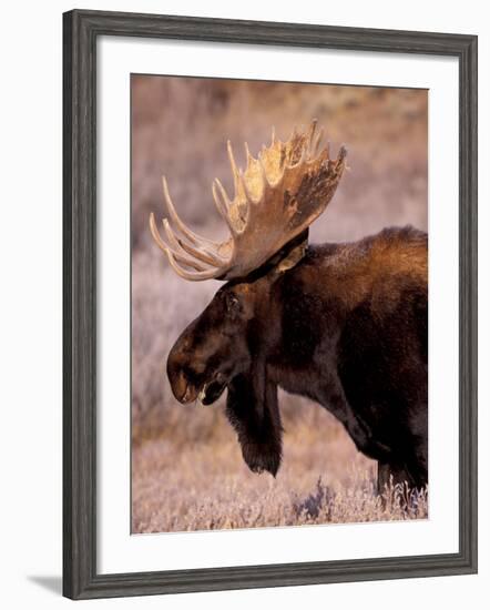 Bull Moose, Grand Teton National Park, Wyoming, USA-Art Wolfe-Framed Photographic Print