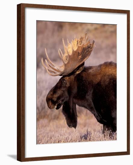 Bull Moose, Grand Teton National Park, Wyoming, USA-Art Wolfe-Framed Photographic Print