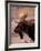 Bull Moose, Grand Teton National Park, Wyoming, USA-Art Wolfe-Framed Photographic Print