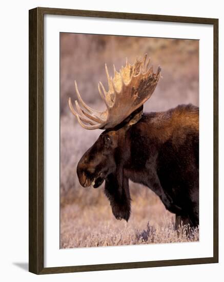 Bull Moose, Grand Teton National Park, Wyoming, USA-Art Wolfe-Framed Photographic Print