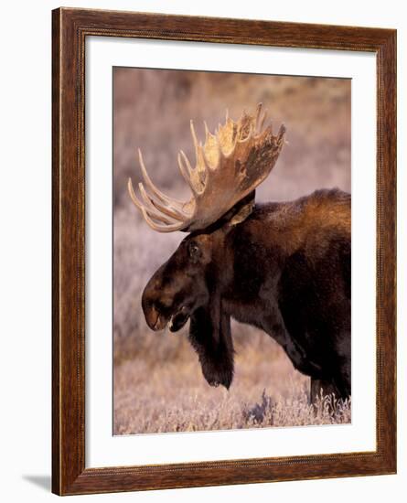 Bull Moose, Grand Teton National Park, Wyoming, USA-Art Wolfe-Framed Photographic Print