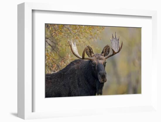 Bull moose, Grand Teton National Park.-Adam Jones-Framed Photographic Print