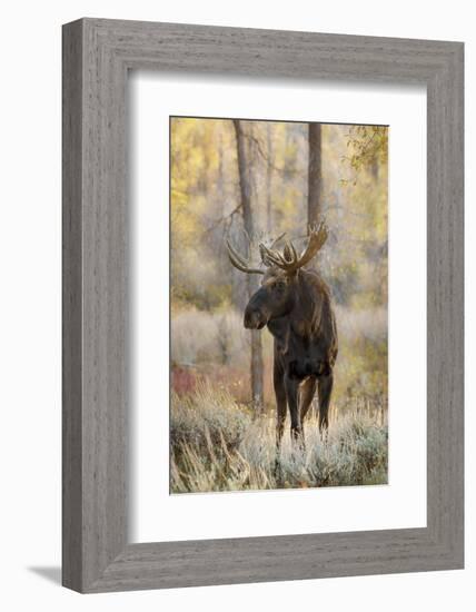 Bull moose in autumn, Grand Teton National Park, Wyoming-Adam Jones-Framed Photographic Print