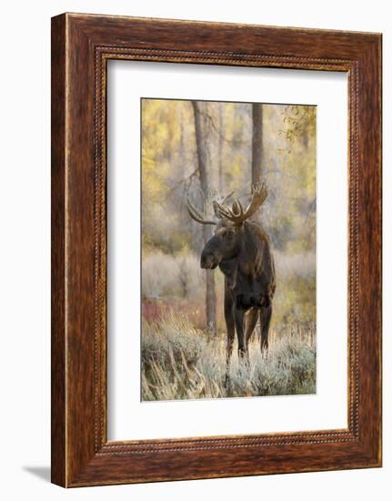 Bull moose in autumn, Grand Teton National Park, Wyoming-Adam Jones-Framed Photographic Print